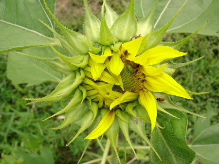 sunflower-bugs
