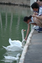 Feeding swans & duck